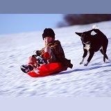 Boy and Dog sledging