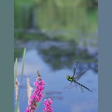Aeshna dragonfly