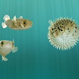Pufferfish normal & inflated