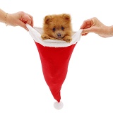 Pomeranian puppy in a Father Christmas hat