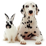 Dalmatian and rabbit