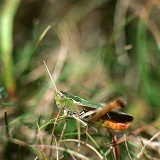 Stripe-winged grasshopper stridulating
