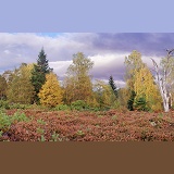Autumnal moorland scenery