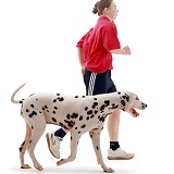 Dalmatian running with jogger