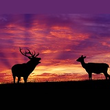 Red Deer at sunset