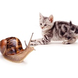 Silver kitten and snail