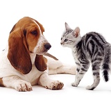Basset Hound and silver kitten
