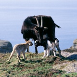 Goat and kids