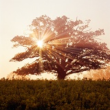 Oak tree with sunbeams