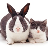 Grey-and-white rabbit and kitten