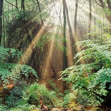 Woodland with mist and sunbeams