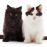 Black and black-and-white kittens sitting