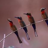 Red-throated Bee Eaters