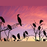 Egrets and cormorants at sunset