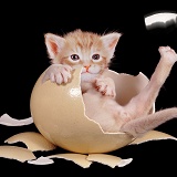 Kitten in egg