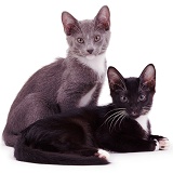 Blue and black kittens