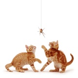 Ginger kittens with spider