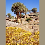 Desert flowers and Quiver Trees