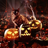 Witch's cat with pumpkins