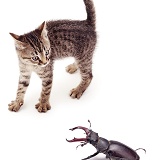 Kitten startled by large stag beetle
