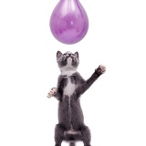 Kitten reaching up at a balloon