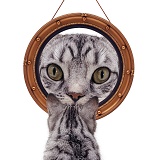 Cat looking at round mirror
