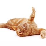 Ginger cat rolling