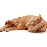 Ginger cat rolling