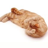 Ginger cat rolling