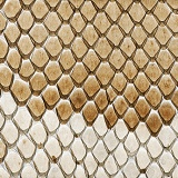 Snake skin detail