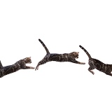 Tabby cat leaping triple image
