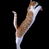 Ginger & white Cat leaping up