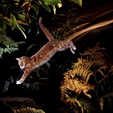 Ginger Cat jumping down long exposure