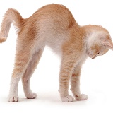 Ginger kitten stretching with arched back