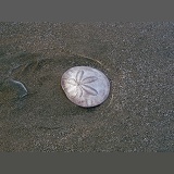 Sand dollar on sand