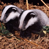 Badger cubs