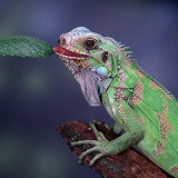 Iguana tasting leaf
