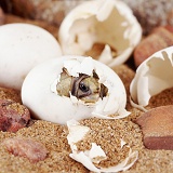 Baby tortoise hatching out of an egg