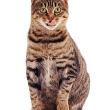 Tabby Cat sitting with tongue out