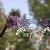 Blackbird feeding young
