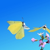 Brimstone Butterflies taking off