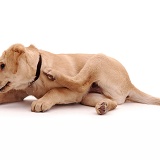 Yellow Labrador pup scratching