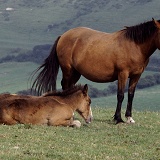 Welsh cob mare and foal