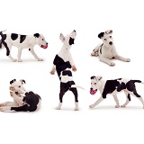 Black-and-white Staffie cross pup montage