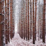 Pine woods with snow