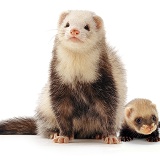 Ferret mother and baby