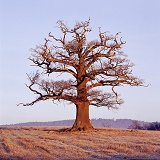 Ockley Oak - Winter 2002