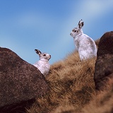 Mountain Hares