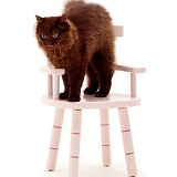 Chocolate cat on pink chair
