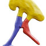 Tyrannosaur hip bone